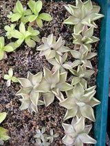 Unknown Pinguicula hybrid