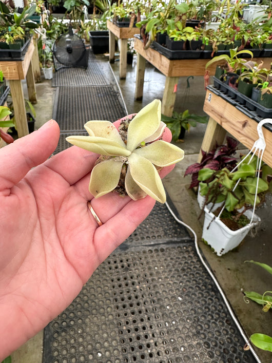 Unknown Pinguicula hybrid