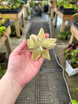 Unknown Pinguicula hybrid
