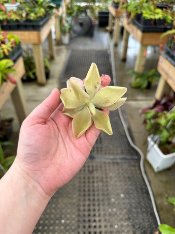 Unknown Pinguicula hybrid