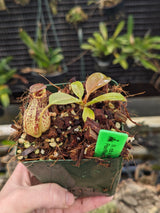 Nepenthes robcantleyi x (aristolochoides x spectabilis) BE-3966