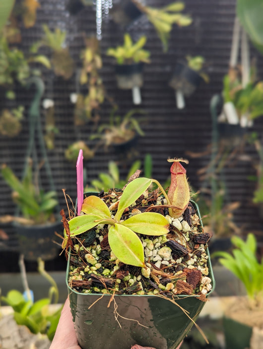 Nepenthes robcantleyi x ovata BE-3996