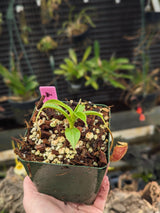 Nepenthes talangensis BE-3835