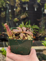 Nepenthes veitchii x platychila BE-3213