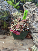 Nepenthes burbidgeae x (veitchii x lowii) BE-3993