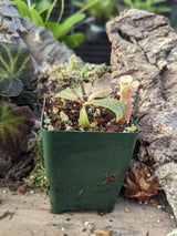 Nepenthes veitchii ‘intermediate’ BE-4087