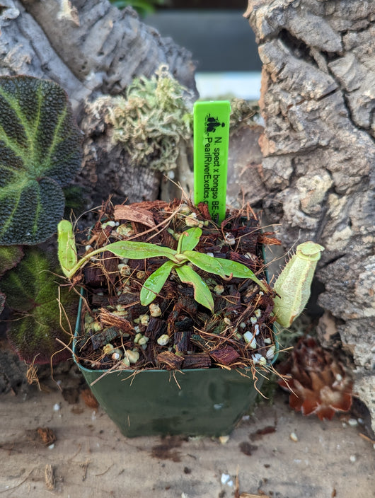 Nepenthes spectabilis x bongso BE-3991