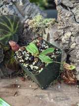 Nepenthes gymnamphora 'Talakmau' BE-4059