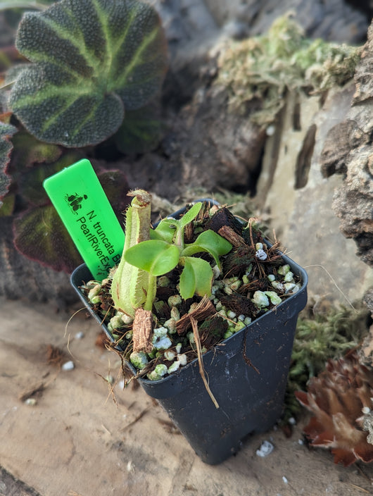 Nepenthes truncata 'SBG' BE-4001