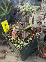 Nepenthes vogelii BE-3256