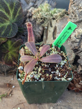 Nepenthes veitchii x platychila BE-3213