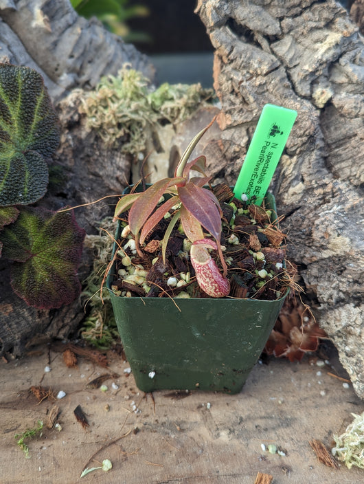 Nepenthes spectabilis BE-3322 