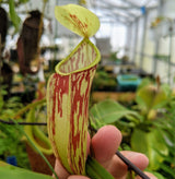 Nepenthes glabrata GIANT FORM (G. katopasa, Sulawesi) AW Clone 1 *ROOTED CUTTINGS*