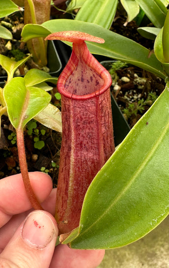 Nepenthes (veitchii x lowii) x sp. #1 BE-3844
