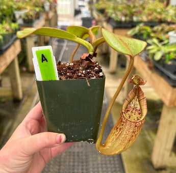 Nepenthes eymae