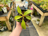 Nepenthes stenophylla *SEED-GROWN*