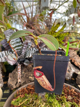 Nepenthes x Alisaputrana BE-3865 *SEED-GROWN* *SPECIMENS*