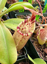 Nepenthes sibuyanensis x (veitchii x lowii) BE-3986