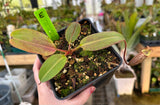 Nepenthes x Alisaputrana BE-3865 *SEED-GROWN* *SPECIMENS*