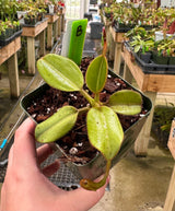 Nepenthes eymae