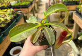 Nepenthes maxima x (lowii x macrophylla) BE-3709