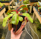 Nepenthes dactylifera BE-3070