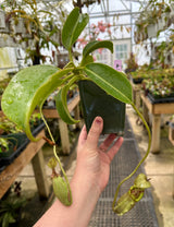 Nepenthes robcantleyi x (burbidgeae x edwardsiana) BE-4020 *SEED-GROWN* *SPECIMEN*