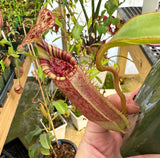 Nepenthes burbidgeae x (veitchii x lowii) BE-3993