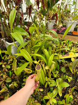 Nepenthes x Rokko (EP) *ROOTED CUTTINGS*