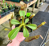Nepenthes (veitchii x lowii) x platychila BE-3920