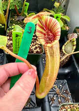 Nepenthes veitchii x lowii BE-4006 *SPECIMENS*