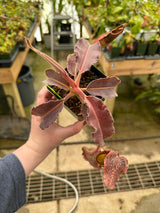 Nepenthes maxima (Dark purple, wavy-Leaf) BE-3786