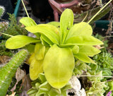 Pinguicula gigantea