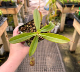 Nepenthes ampullaria x aristolochioides - BE-3658