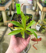 Nepenthes sp. (Kemiri) AW clone 1 *Specimens*