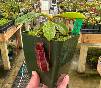 Nepenthes muluensis x lowii BE-3128