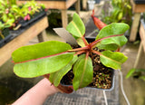 Nepenthes dactylifera BE-3070