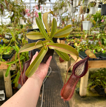 Nepenthes spathulata x hamata (G. Tambusisi) BE-3843