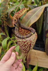 Nepenthes vogelii BE-3256 *ROOTED CUTTING*