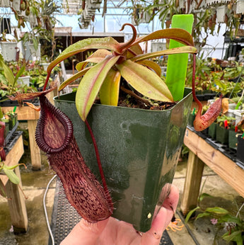 Nepenthes burkei x hamata BE-3747