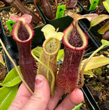 Nepenthes singalana x (burbidgeae x edwardsiana) BE-3984