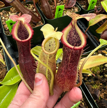Nepenthes singalana x (burbidgeae x edwardsiana) BE-3984