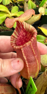 Nepenthes sibuyanensis x (veitchii x lowii) BE-3986