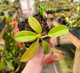 Nepenthes (veitchii x mira) x (burbidgeae x edwardsiana) BE-3992