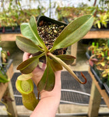 Nepenthes spathulata x (burbidgeae x edwardsiana) BE-3978