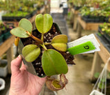 Nepenthes eymae