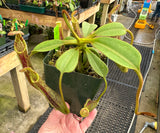 Nepenthes (veitchii x lowii) x platychila BE-3920