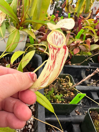 Nepenthes glabrata GIANT FORM (G. katopasa, Sulawesi) AW Clone 1 *ROOTED CUTTINGS*