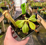 Nepenthes chaniana x veitchii BE-3137