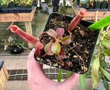 Nepenthes (veitchii x lowii) x robcantleyi BE-3841